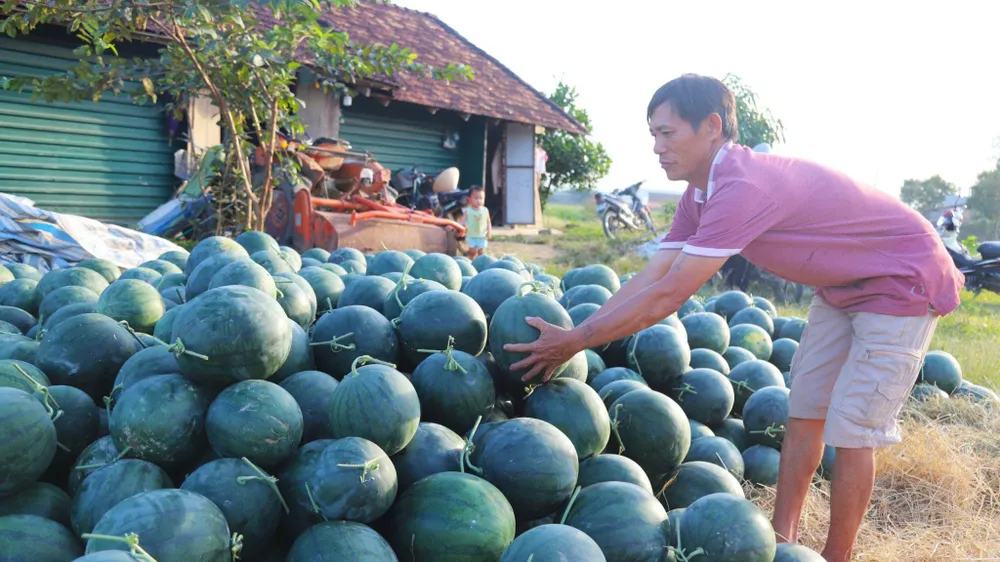 Dưa hấu trồng ở huyện Đạ Tẻh có vị ngọt thanh, vỏ mỏng, màu đỏ tươi rất phù hợp để phục vụ nhu cầu trong dịp tết nguyên đán.