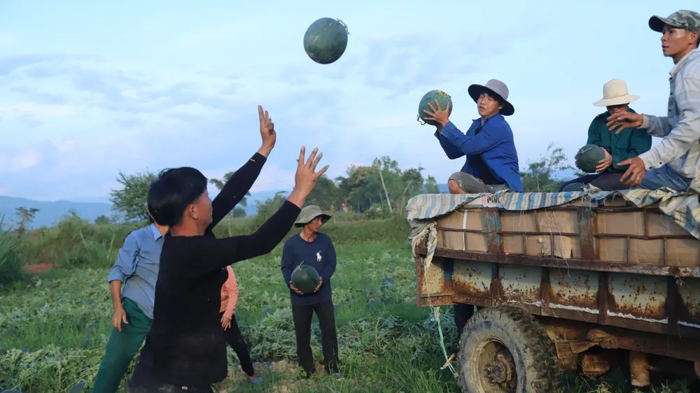 Ông Phạm Xuân Tiện - Trưởng phòng Nông nghiệp huyện Đạ tẻh cho hay, nếu trước đây trên cùng 1 diện tích, người dân trồng 3 vụ lúa mỗi năm, thì nay người dân chỉ trồng 2 vụ lúa, 1 vụ dưa hoặc bắp trong vụ đông xuân. Việc chuyển đổi này vừa tránh được sâu bệnh, cải tạo đất, chống hạn và cho thu nhập tốt hơn rất nhiều.