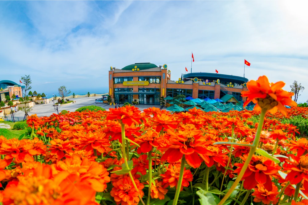 Sắc hoa trên đỉnh núi Bà Đen.