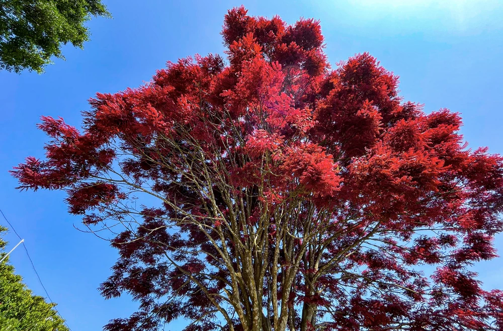 Cây lá đỏ nổi bật giữa trời xuân lộng gió trên cao nguyên Lâm Viên.