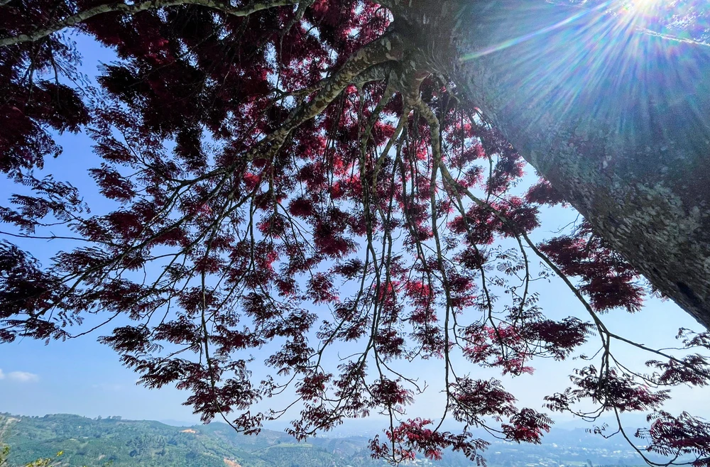 Cây lá đỏ trong nắng, đẹp mê hồn