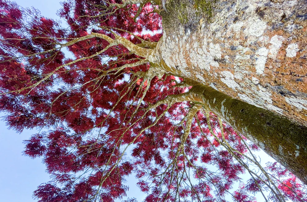 Màu sắc của lá cây phụ thuộc vào thời tiết. Thường khi thời tiết lạnh lá có màu đậm hơn.