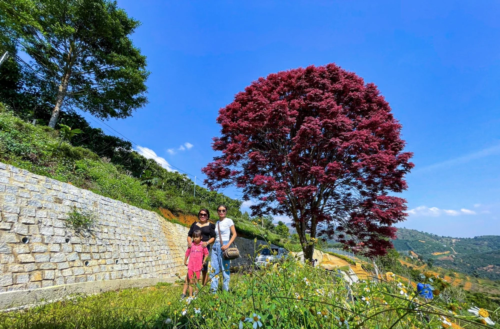 Nhiều người dân, du khách đã tìm đến đây chụp ảnh.