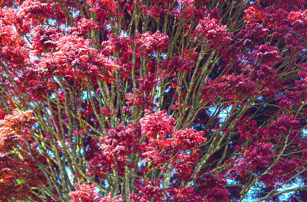 Ở tỉnh Thừa Thiên Huế cũng có cây này nhưng ít, màu sắc không được đẹp như ở Lâm Đồng.