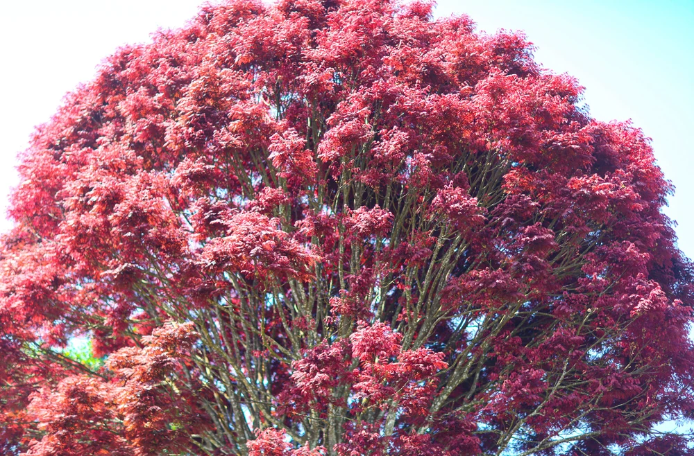 Trong khi đó, kỹ sư Nguyễn Viết Thanh khẳng định đây là cây lôi khoai, tên khoa học là Gymnocladus angustifolius. Đây là giống cây bản địa vùng Lâm Đồng.