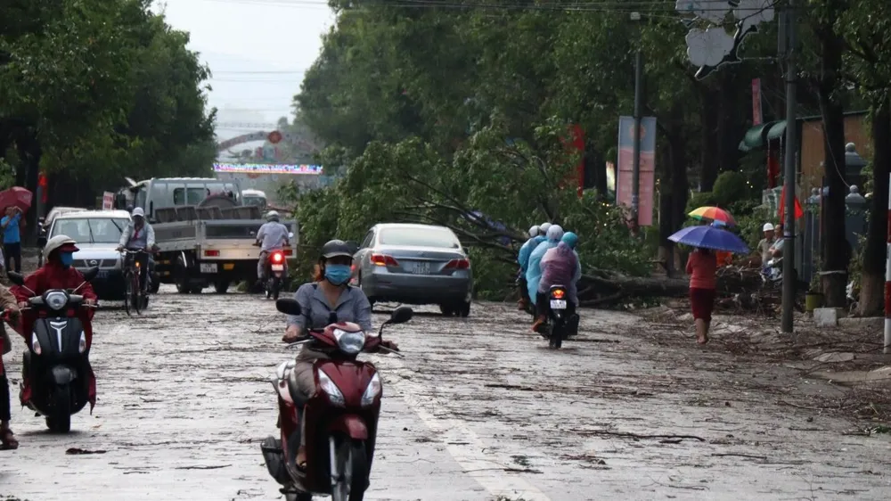 Nhiều cây cây bị ngã đổ sau trận mưa kèm lốc xoáy