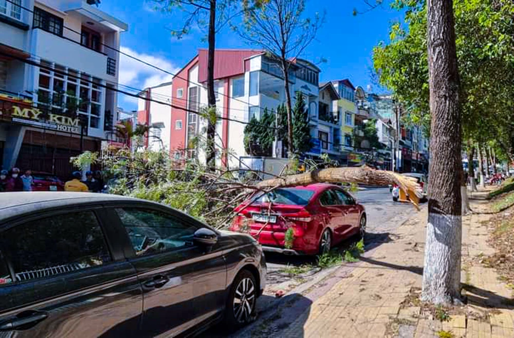 Cây ngân hoa gãy nhánh lớn, đè vỡ kính ô tô.
