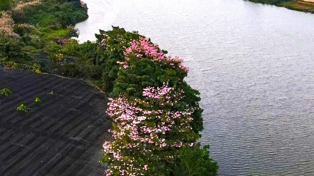 Hồng phấn đang nở rộ bên hồ Nam Phương