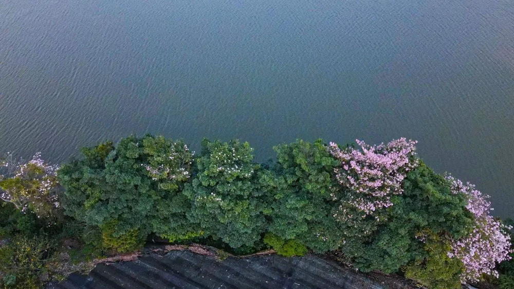 Hồ Phương Nam đẹp miên man với hàng hồng phấn đang khoe sắc từng ngày