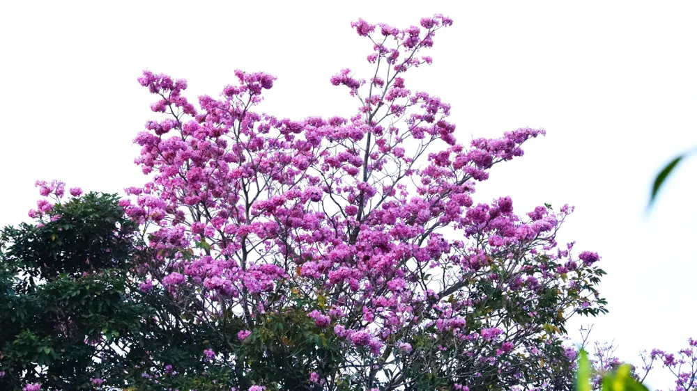 Hoa hồng phấn mọc thành từng chùm ở đầu cành, mỗi chùm hoa có khoảng 5-8 bông. Hoa hồng phấn có hình dáng giống cái chuông, dài từ 6 – 9 cm.