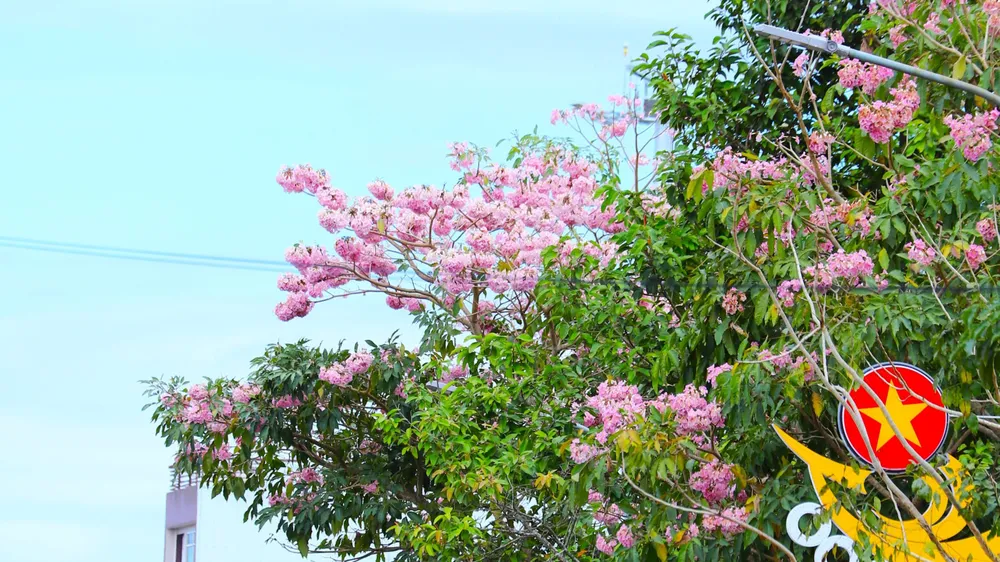 Dạng kép chân vịt, lá của hồng phấn bao gồm 3 đến 5 lá có chiều dài dao động từ 6 đến 16cm. Mặt trên của lá khá nhẵn và mịn, mép lá nguyên còn viền lá thì thẳng, cuống lá có độ dài từ 3-12cm.