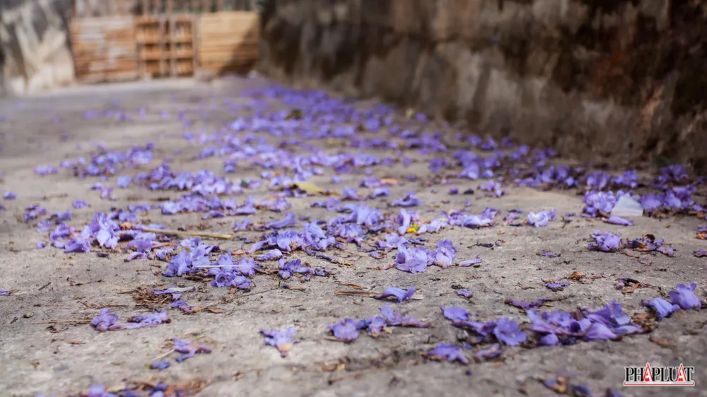 Phượng tím tô điểm dư vị ngọt ngào cho thành phố ngàn hoa. Đây cũng là điểm nhấn gây thương nhớ với những tâm hồn lãng mạn, ưa màu tím thương.