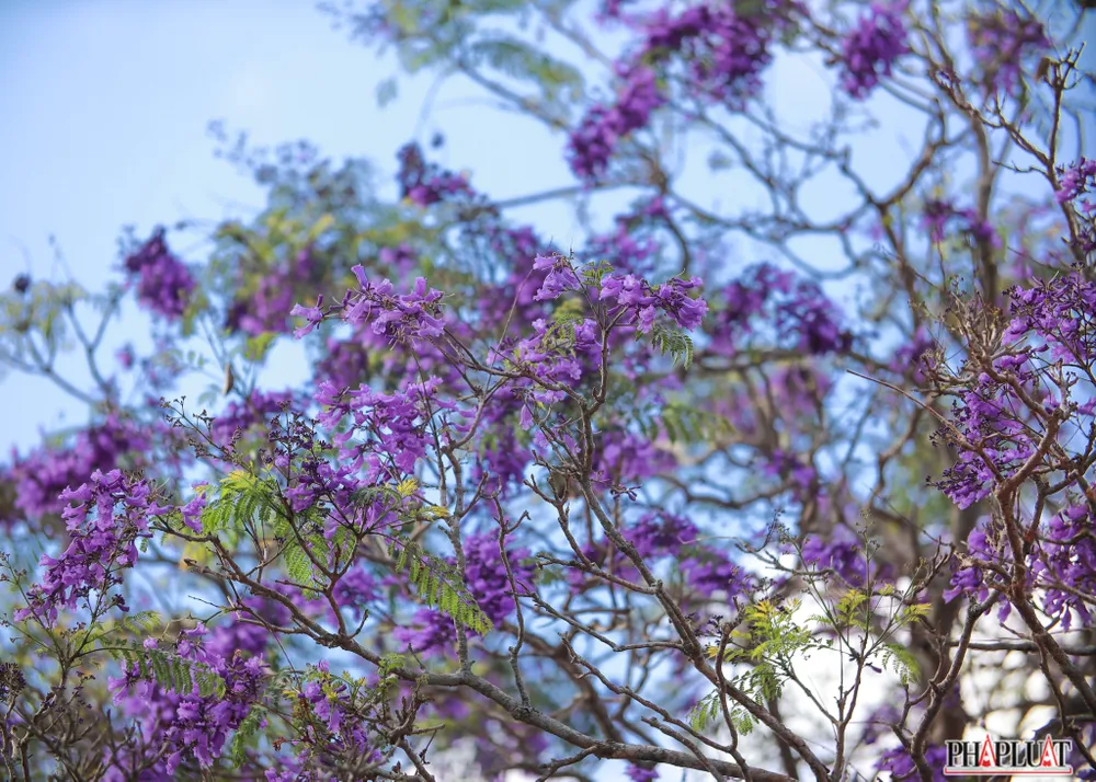 Phượng tím đem đến cho bất kỳ ai một cảm giác êm ả, thênh thang chiều Đà Lạt.