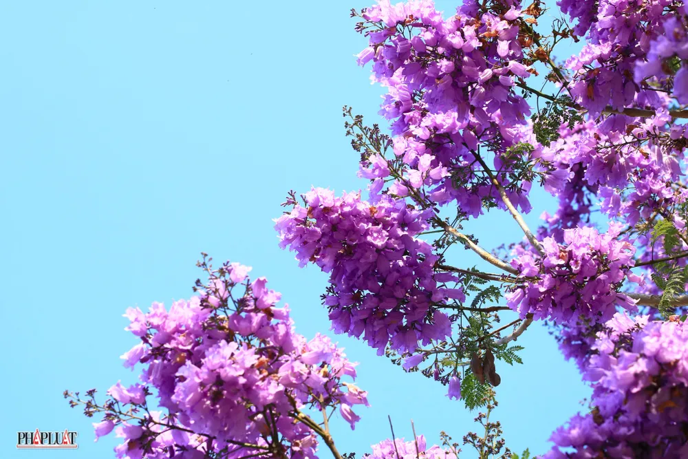 Phượng tím Đà Lạt làm lịm tim du khách ảnh 5