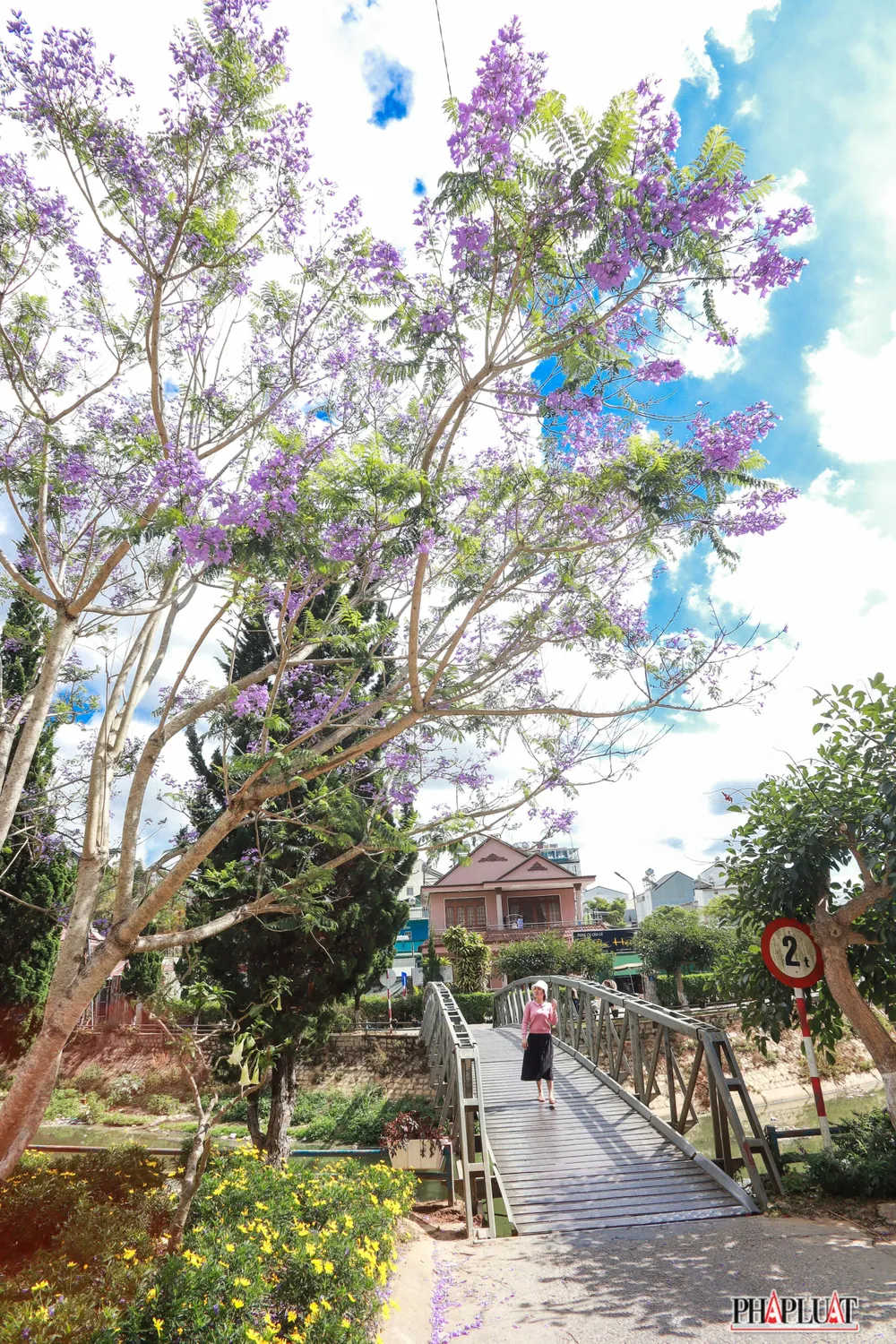 Khung cảnh đường phố rợp trời phượng tím mộng mơ.