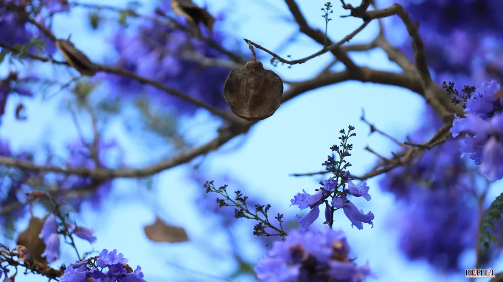 Khác với sắc đỏ rực trời như thắp lửa của loài hoa học trò, phượng tím tinh tế như tính cách nhẹ nhàng của người dân phố núi.