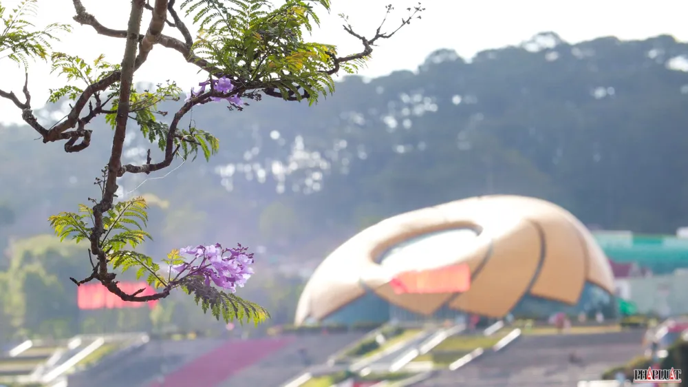 Hoa phượng tím treo lơ lửng giữa trời gợi lên miền ký ức xa xăm và cảm hứng thi ca.