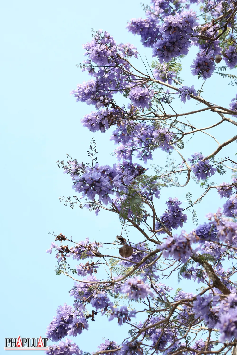 Đà Lạt mờ sương vẫn luôn làm con người ta có cảm giác buồn man mác. Có lẽ vì vậy mà vào mùa phượng tím, thành phố này lại càng đượm buồn hơn nhưng đó là nỗi buồn đẹp.