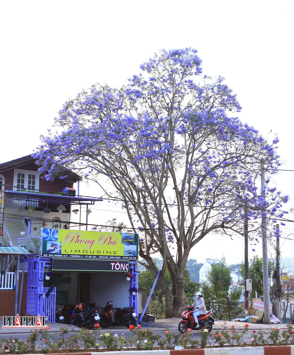 Hoa phượng tím đẹp nao lòng.
