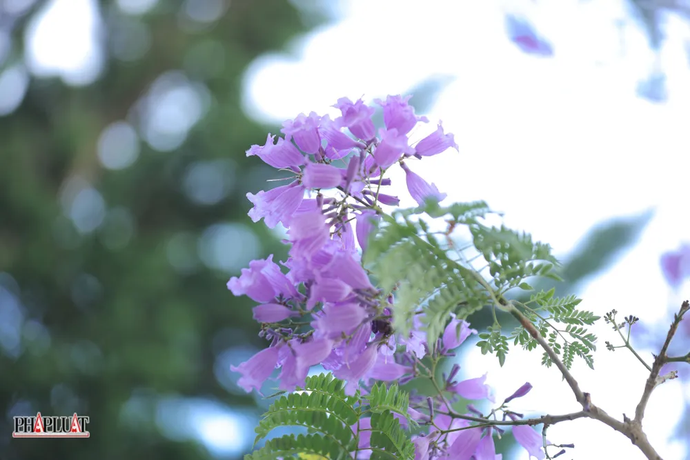 &quot;Những chùm hoa tím nhàn nhạt, mỏng manh như những chiếc kẹo bông trong gió rung rinh chào đón tôi và anh - mối tình đầu thơ dại&quot; - một cô gái chia sẻ.