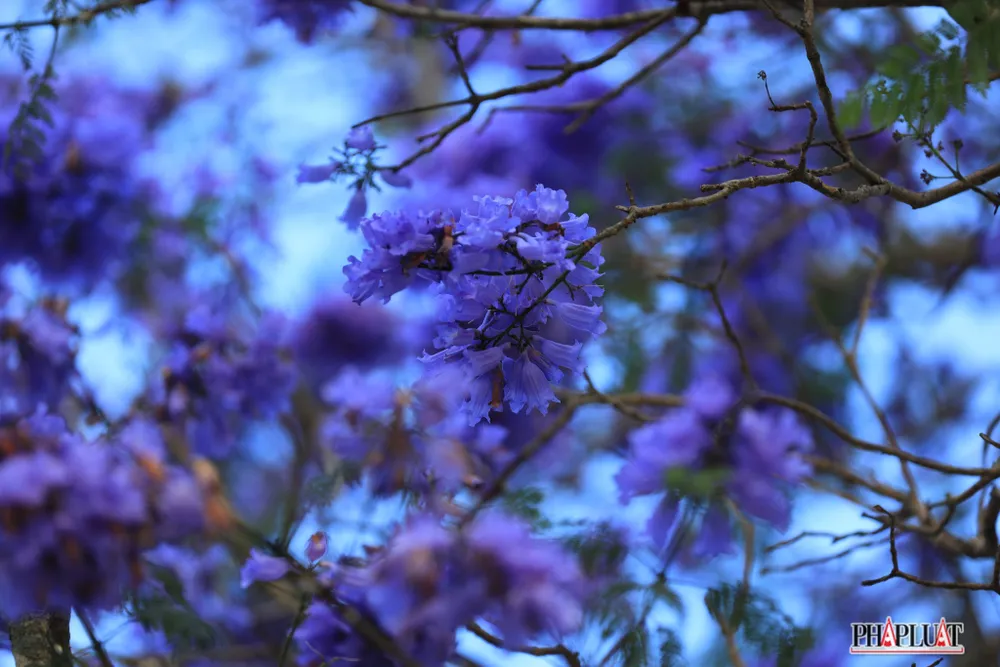 Mùa phượng tím gợi lại những ký ức tươi đẹp.