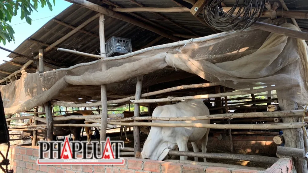 Bò nhập lậu từ Campuchia. Ảnh: VÕ TÙNG