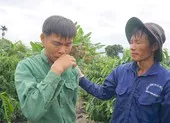 Lập luận của VKSND Cấp cao Đà Nẵng trong kháng nghị giám đốc thẩm vụ cưa gỗ khô ảnh 2 Công lý và nhiệm vụ chính trị nhìn từ vụ cưa gỗ khô