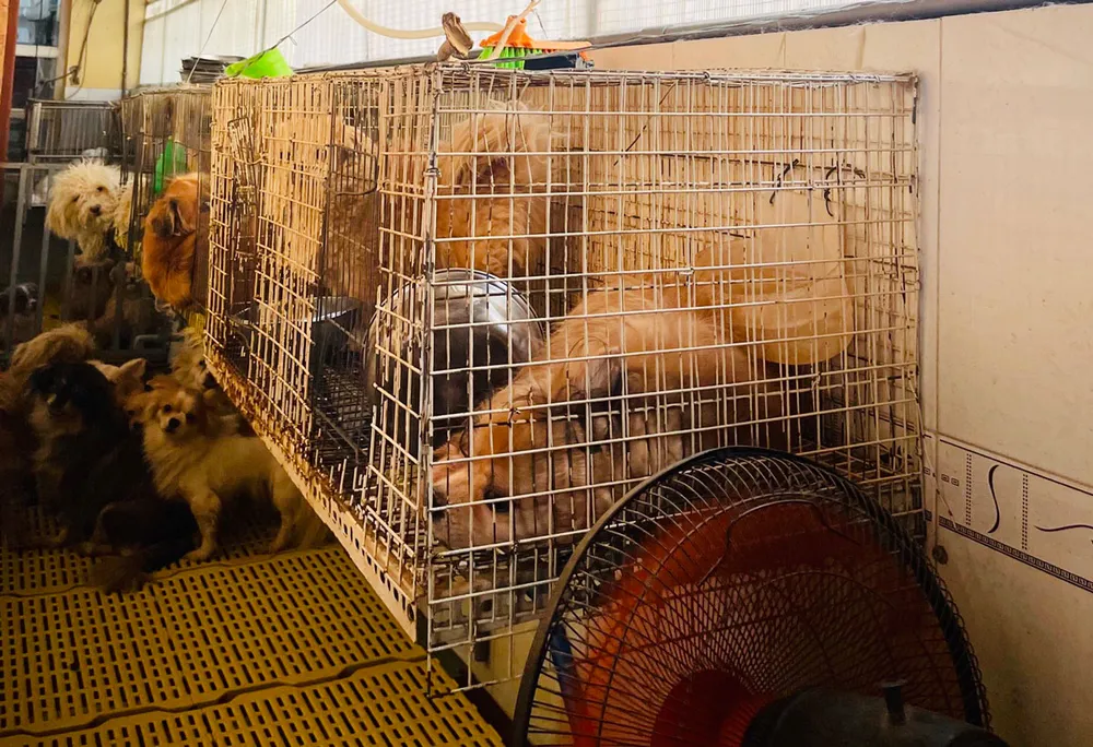 Đàn chó của hộ bà NTLO ở hẻm 964 đường Nguyễn Văn Quá, phường Đông Hưng Thuận, quận 12. (Ảnh do người dân cung cấp)