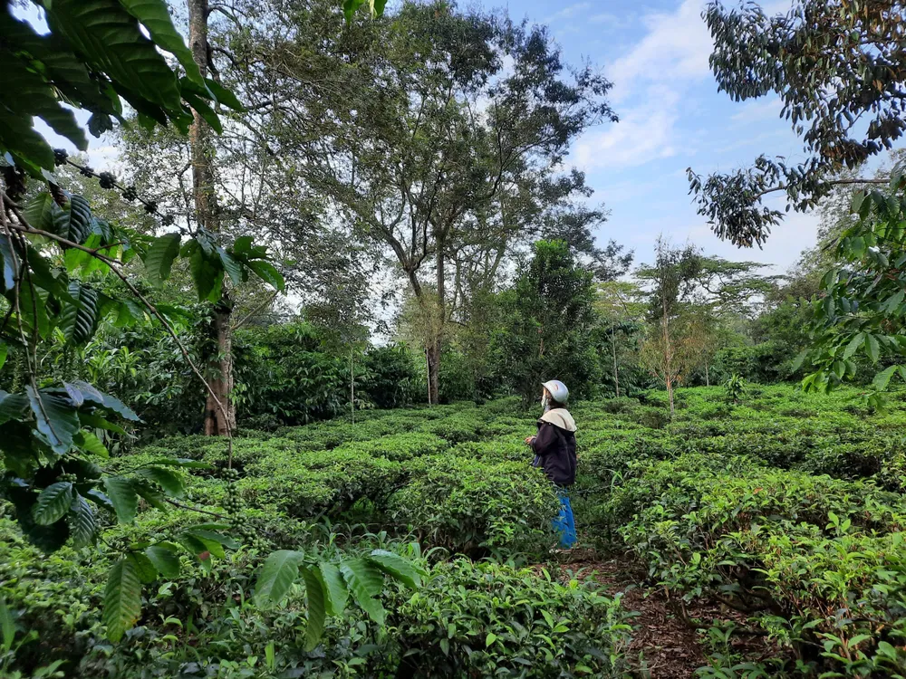 Khu vực trồng chè mà người dân đang nhận khoán của Công ty Chè Ngọc Bảo tại phường Blao, TP Bảo Lộc. Ảnh: ĐẶNG LÊ Khu vực trồng chè mà người dân đang nhận khoán của Công ty Chè Ngọc Bảo tại phường Blao, TP Bảo Lộc. Ảnh: ĐẶNG LÊ