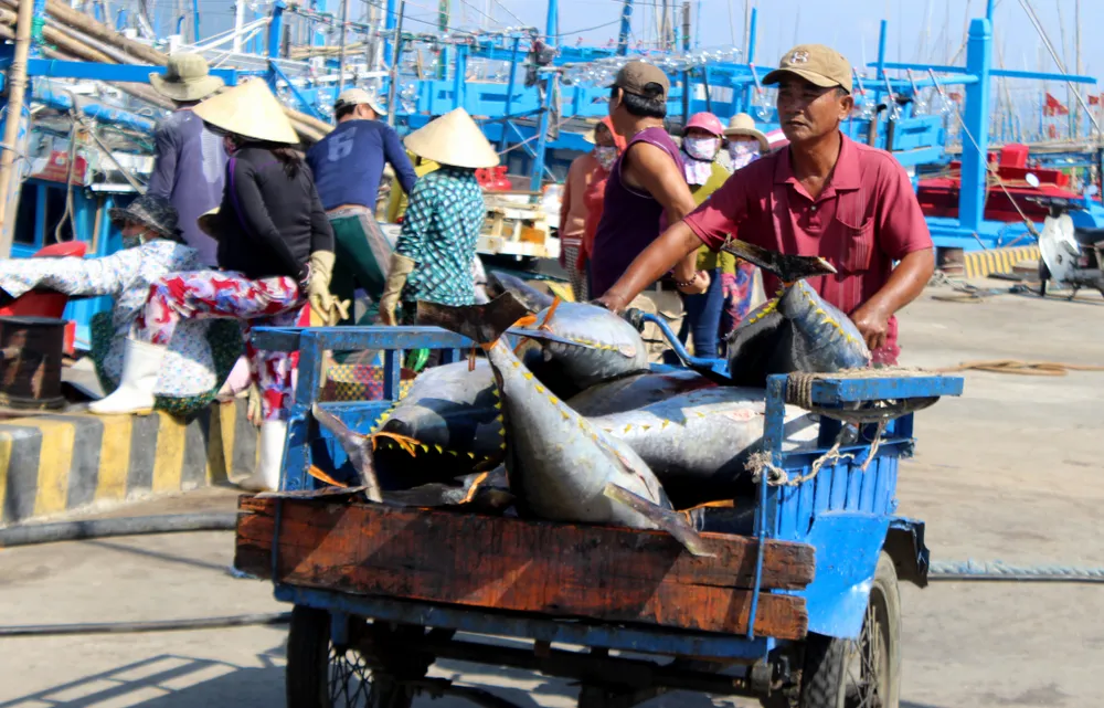 Ngư dân mong chính quyền tỉnh Phú Yên sẽ kết nối, làm việc với doanh nghiệp để tìm đầu ra cho cá ngừ, giúp mở rộng thị trường tiêu thụ. Ảnh: HUỲNH HẢI
