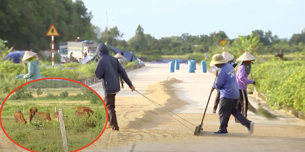 Người dân phơi lúa, chăn bò ở Cụm công nghiệp Ea Lê (Đắk Lắk). Ảnh: NV 2PHU.jpg