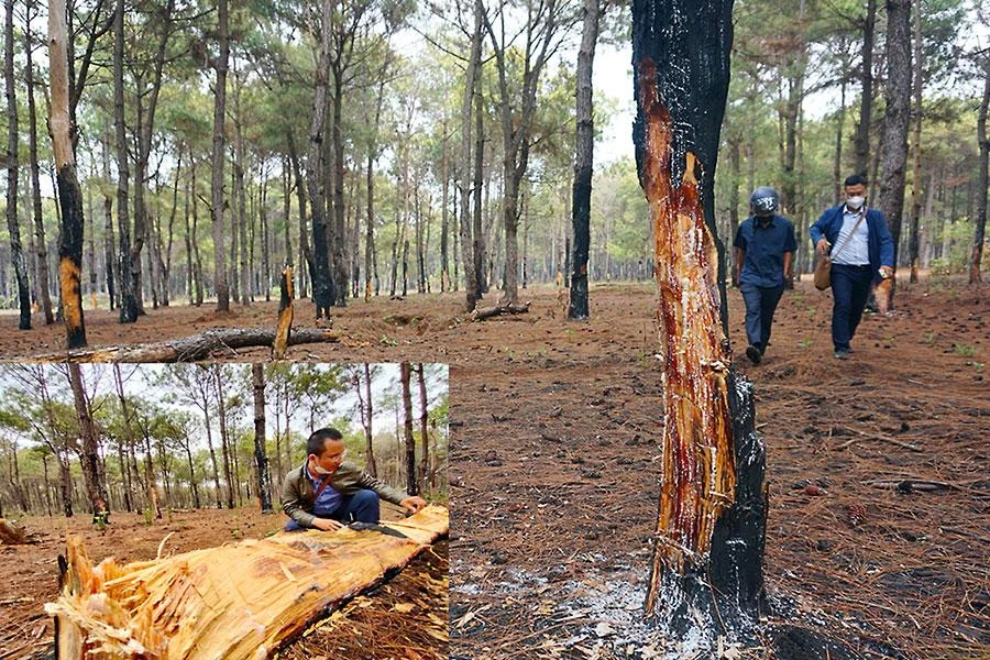 Nhiều cây thông lâu năm bị đẽo, bị khoét thân, đang chờ chết, có cây gãy đổ (ảnh nhỏ). Ảnh: LÊ KIẾN
