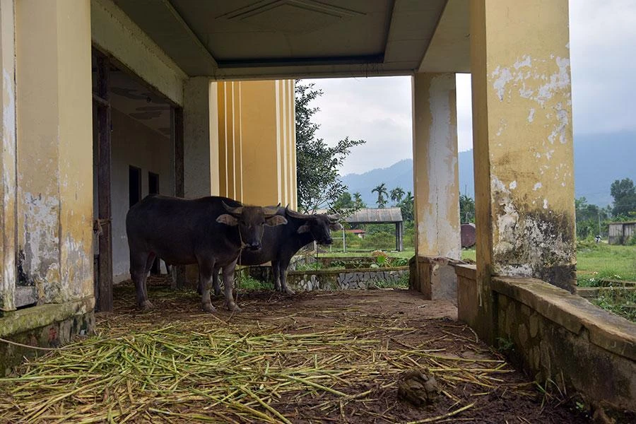 Người dân nuôi thả trâu bò trong dự án Nhà máy xi măng Nam Đông. Ảnh: NGUYỄN DO