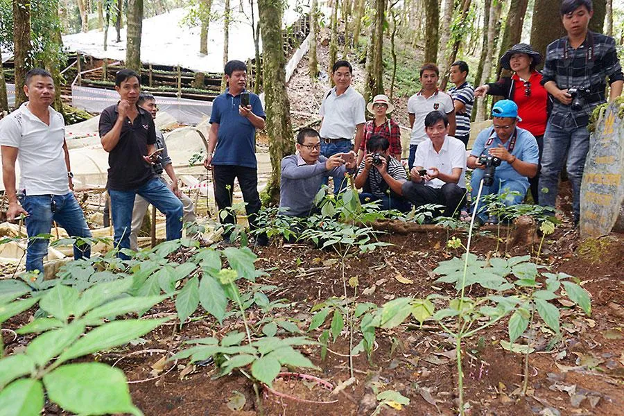 Để tận dụng thế mạnh của địa phương, tỉnh Kon Tum đang xây dựng tour du lịch “Về miền quốc bảo”, trải nghiệm leo núi xem sâm. Ảnh: LÊ KIẾN