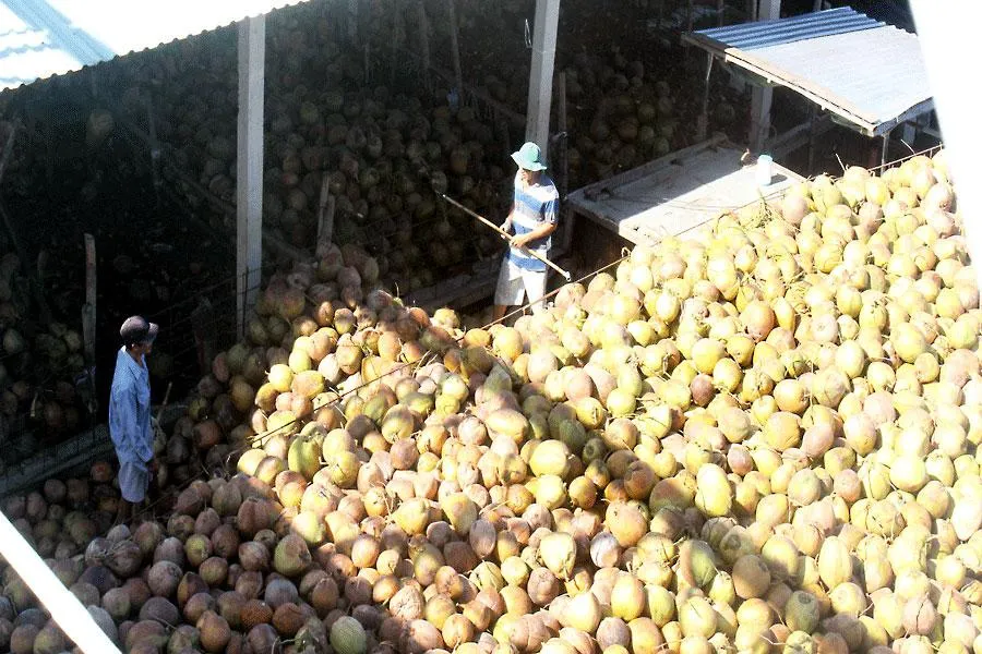 Trung Quốc thực hiện chính sách “zero COVID” khiến dừa xuất khẩu gặp khó khăn. Ảnh: ĐÔNG HÀ