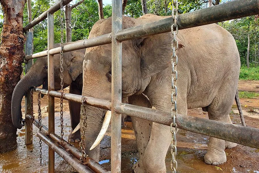 Hiện nay, Gold và Jun đã trưởng thành và có sức khỏe ổn định. Ảnh: HT