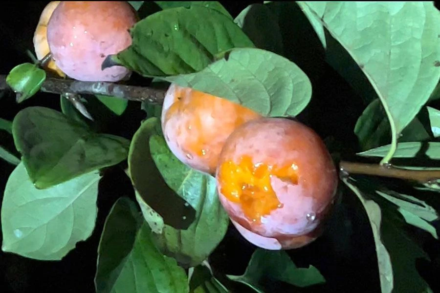 Những trái hồng chín bị dơi ăn. Ảnh: VÕ TÙNG Những trái hồng chín bị dơi ăn. Ảnh: VÕ TÙNG