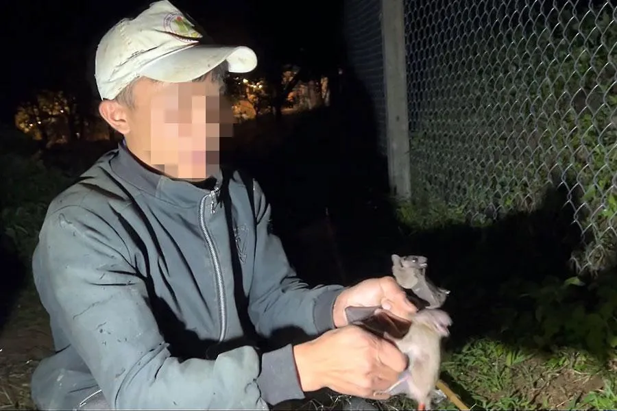 Anh T bắt dơi phá hoại mùa hồng. Ảnh: VÕ TÙNG Anh T bắt dơi phá hoại mùa hồng. Ảnh: VÕ TÙNG