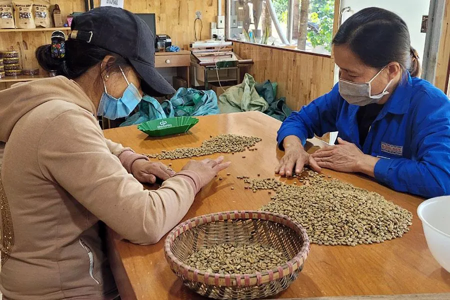 Cà phê là sản phẩm chủ lực của ngành nông nghiệp ở TP Buôn Ma Thuột. Cà phê là sản phẩm chủ lực của ngành nông nghiệp ở TP Buôn Ma Thuột.