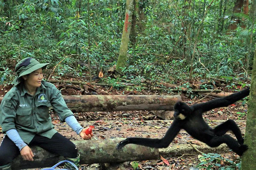 Thời gian đầu sau khi tái thả, chị Gái mang thức ăn vào rừng để cung cấp thêm cho các động vật. Ảnh: VÕ THƠ Thời gian đầu sau khi tái thả, chị Gái mang thức ăn vào rừng để cung cấp thêm cho các động vật. Ảnh: VÕ THƠ
