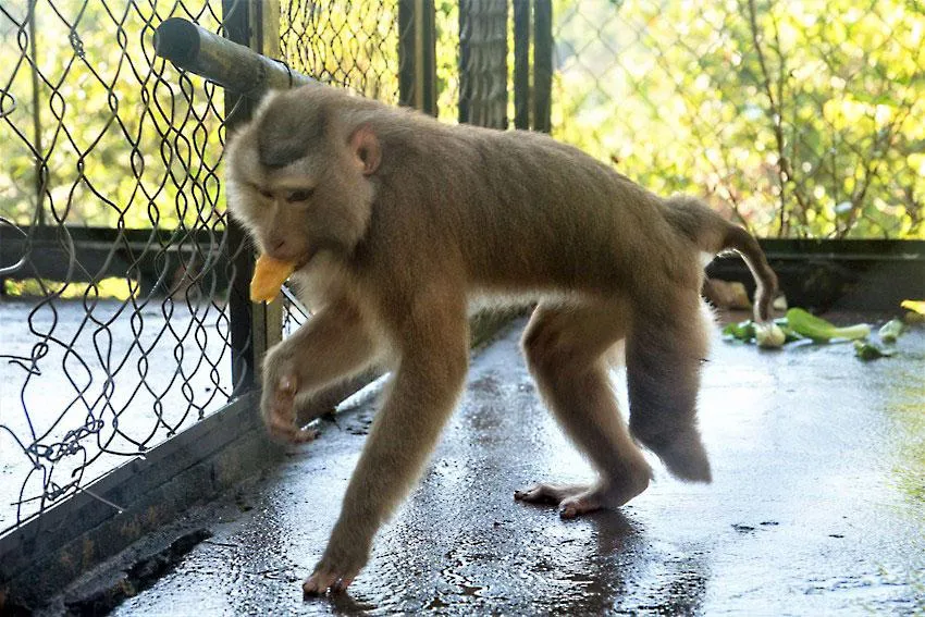 Khỉ đuôi lợn bị mất một chân, không thể hòa nhập với môi trường tự nhiên nên được trung tâm nuôi trọn đời. Ảnh: VÕ THƠ Khỉ đuôi lợn bị mất một chân, không thể hòa nhập với môi trường tự nhiên nên được trung tâm nuôi trọn đời. Ảnh: VÕ THƠ