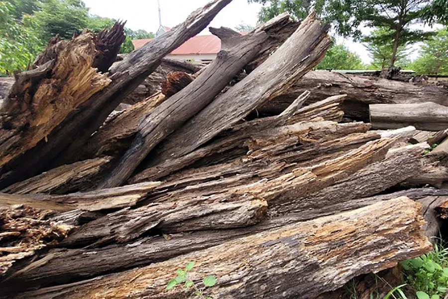 Một người chuyên mua gỗ cho rằng số gỗ này chỉ còn giá trị đốt lấy than.