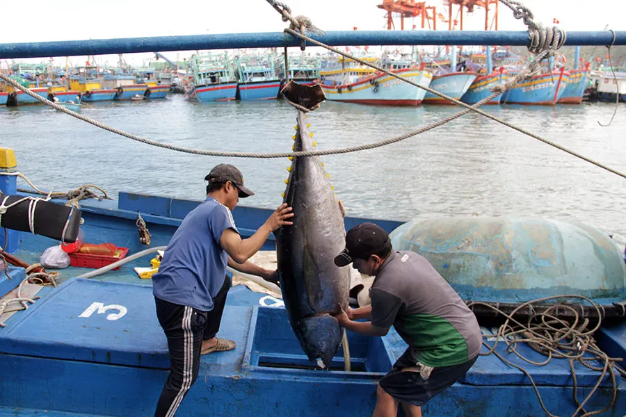 Các tàu của ngư dân đánh bắt xa bờ dài ngày tại các ngư trường Hoàng Sa, Trường Sa, chủ yếu khai thác cá ngừ đại dương, cá ngừ sọc dưa, cá ngừ bò. Ảnh: QN