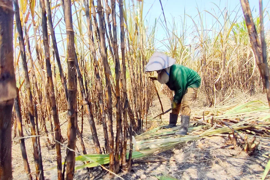 Nhiều nông dân lo lắng mía cháy sẽ gây thiệt hại nặng. Ảnh: LÊ KIẾN Nhiều nông dân lo lắng mía cháy sẽ gây thiệt hại nặng. Ảnh: LÊ KIẾN