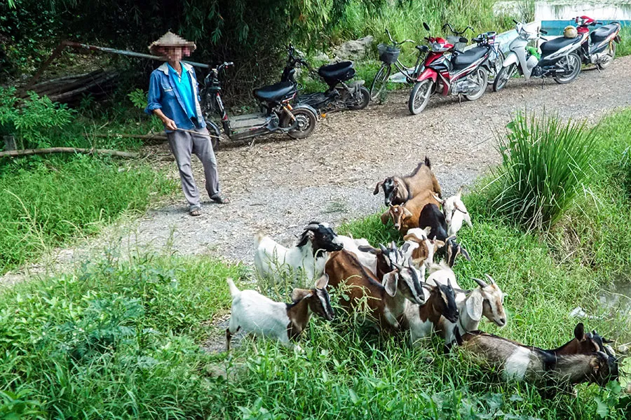 Người dân thôn Ái Nàng cho hay nhiều lần bị mất dê nhưng không bắt được trộm. Ảnh trong bài: P.HÙNG