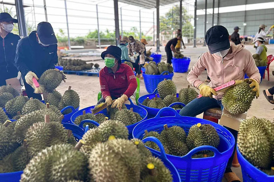 Sầu riêng hiện là mặt hàng có giá trị xuất khẩu cao nhất trong ngành hàng rau quả, vì vậy cần có các giải pháp để bảo vệ ngành hàng này phát triển bền vững. Ảnh: THU HÀ P11_mua-sau-rieng.jpg