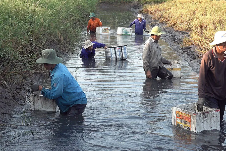 Cảnh thu hoạch tôm càng vần công tại nhà anh Út Vinh, ấp Nguyễn Tồng, xã Biển Bạch Đông, huyện Thới Bình, Cà Mau