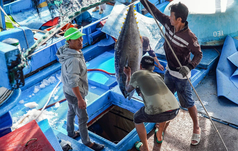 Ngư dân đưa hải sản vừa đánh bắt lên bán cho thương lái tại cảng cá Hòn Rớ. Ảnh: XUÂN HOÁT P23_Chuyen-de-2_Chinh_h2.jpg