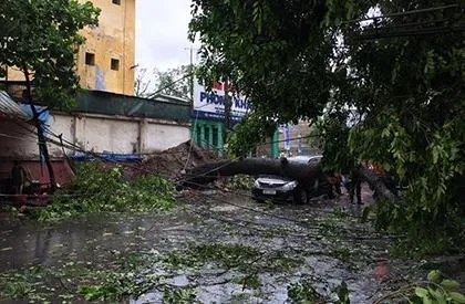 Cây đổ bão số 1