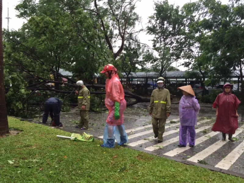 Bão số 1 tràn về Hà Nội: Cây đổ tan hoang ảnh 9